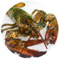 Canadese-Canner_icon Canadese-Canner_icon
