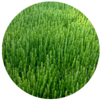 Zeekraal_icon Zeekraal_icon